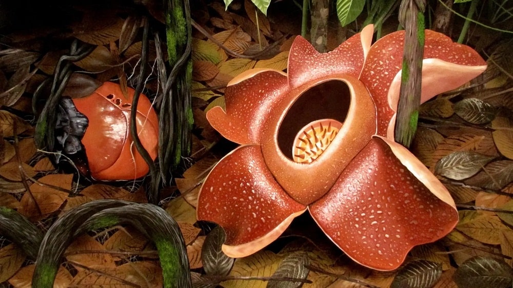 عجیب‌ترین گیاهان جهان؛ وقتی طبیعت مرزهای تخیل را جابه‌جا می‌کند