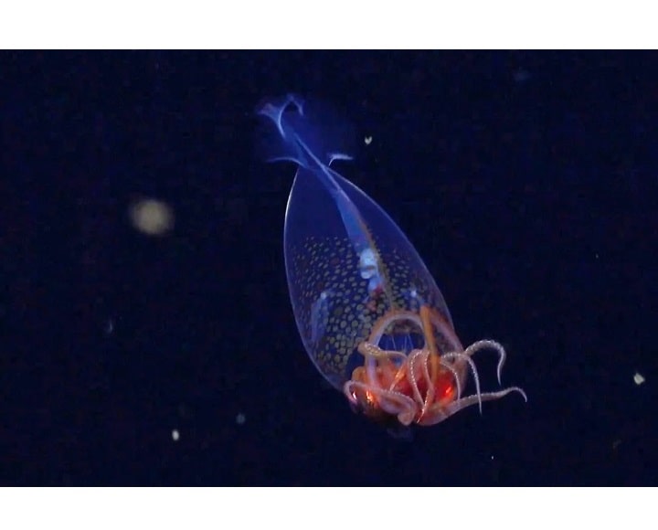 اسکویید عظیم‌الجثه