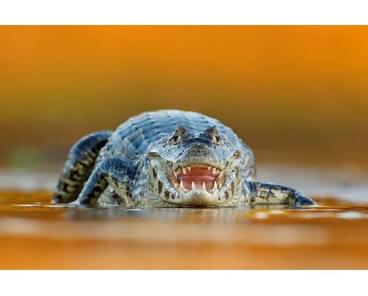 تمساح آب‌شور