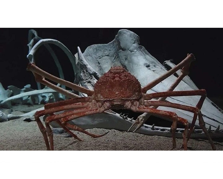 خرچنگ عنکبوتی ژاپنی