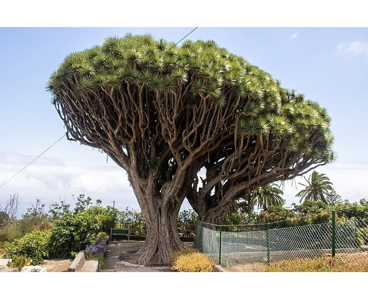 درخت خون اژدها