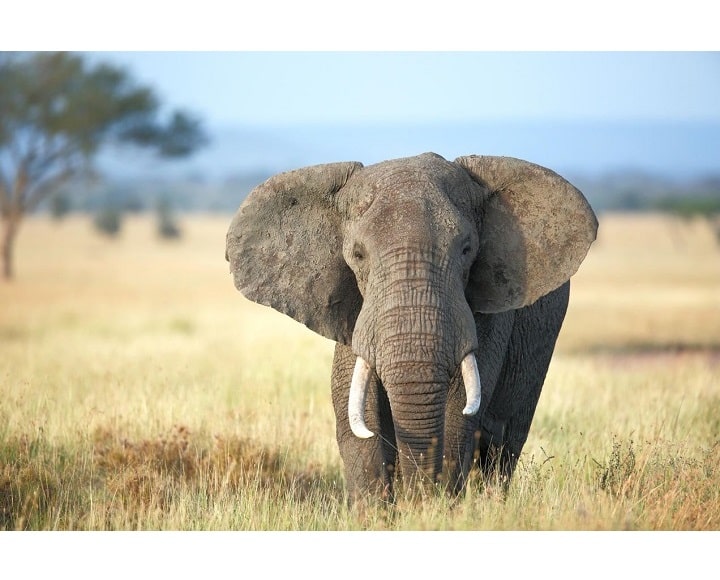 فیل آفریقایی