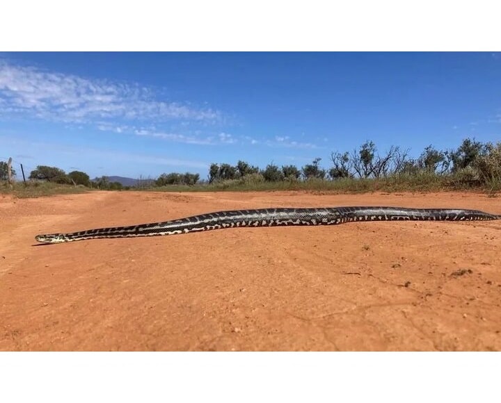 مار پیتون رتیکولات