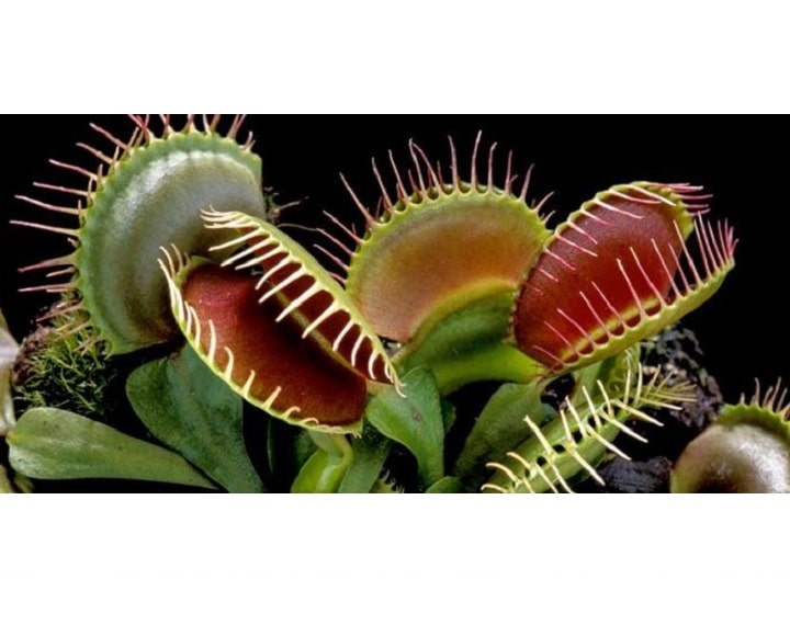 ونوس شکارچی