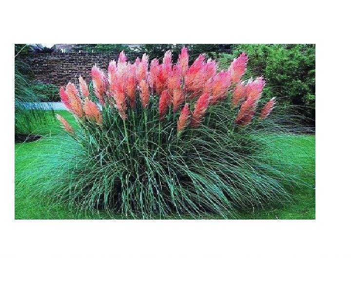 پامپاس صورتی