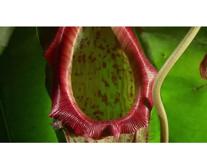 گیاه کوزه‌ای