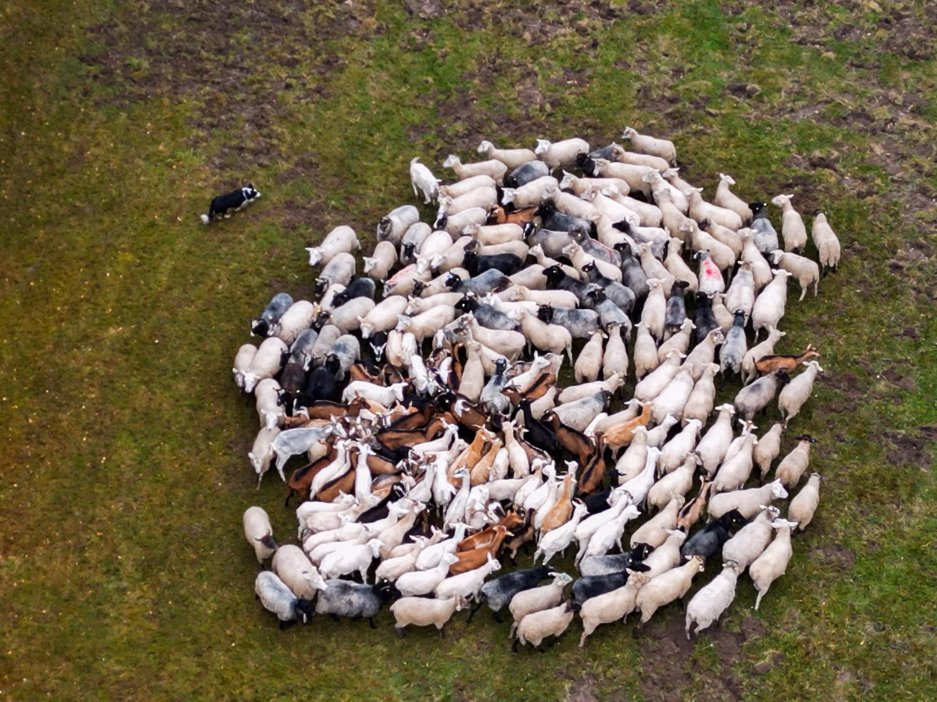 تصاویر سال: حیوانات